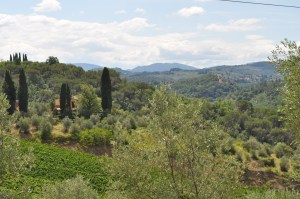 Tuscan view, olive trees in foreground