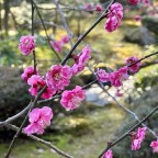 A Trip Through Japan: Thoughts, a Recap, and Thanks