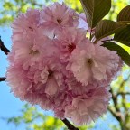 Rockville, Maryland – Early April