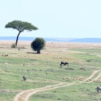 Serengeti/Masai Mara, Aug. 12