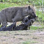 Amboseli National Park, Part 2 and Travel to Tanzania’s Lake Minyara