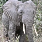 Lake Manyara, Tanzania (Aug. 7-8)