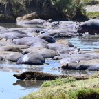 Serengeti National Park, Aug. 10-11