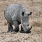 Ngorongoro Crater, Aug. 9